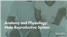 Anatomy and Physiology: Male Reproductive System